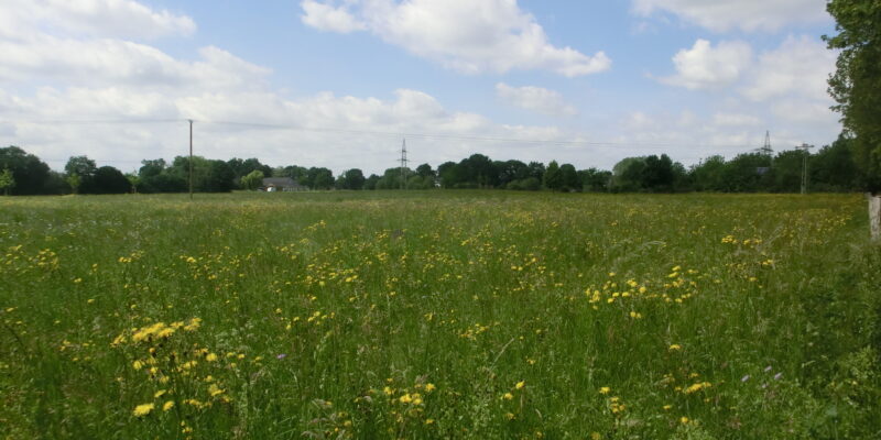 Eine Wiese mit Wildblumen unter einem blauen Himmel mit Quellwolken
