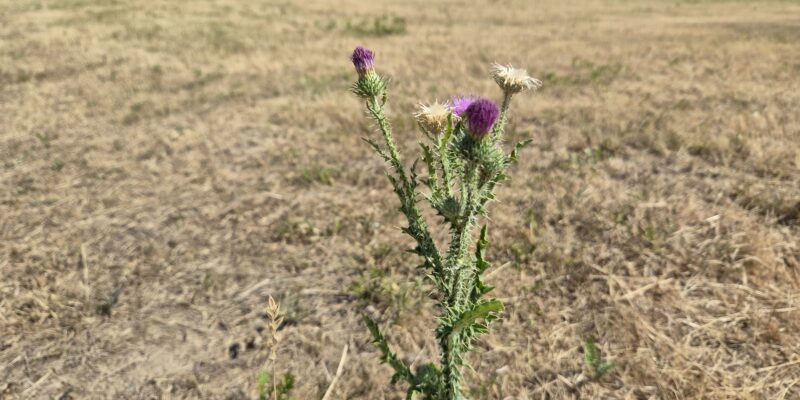 Distel auf vertrockneter Wiese