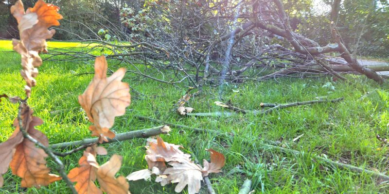 Abgeschnittene Äste liegen auf einer Wiese